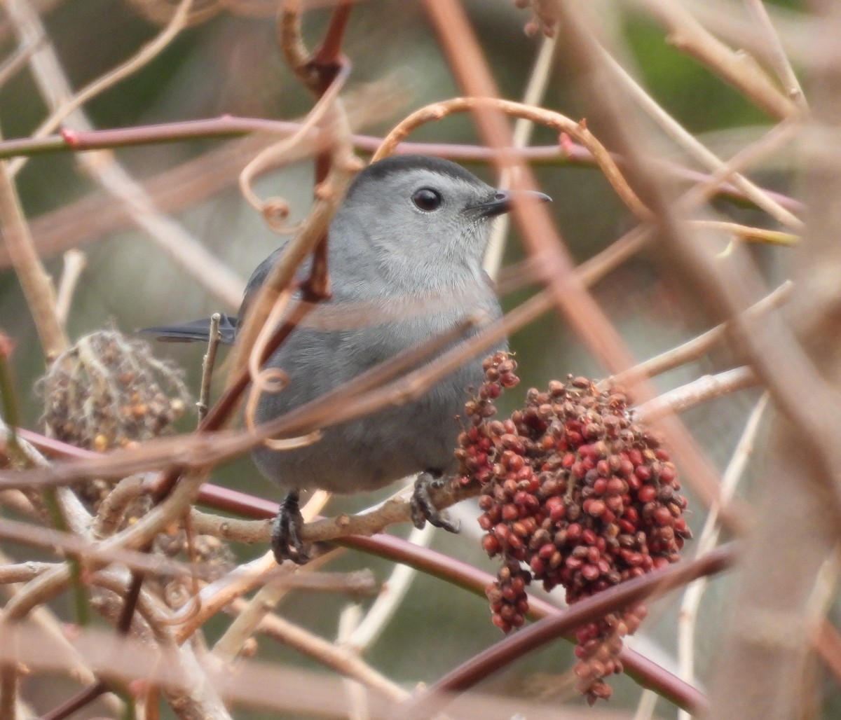 Gray Catbird - ML393320421