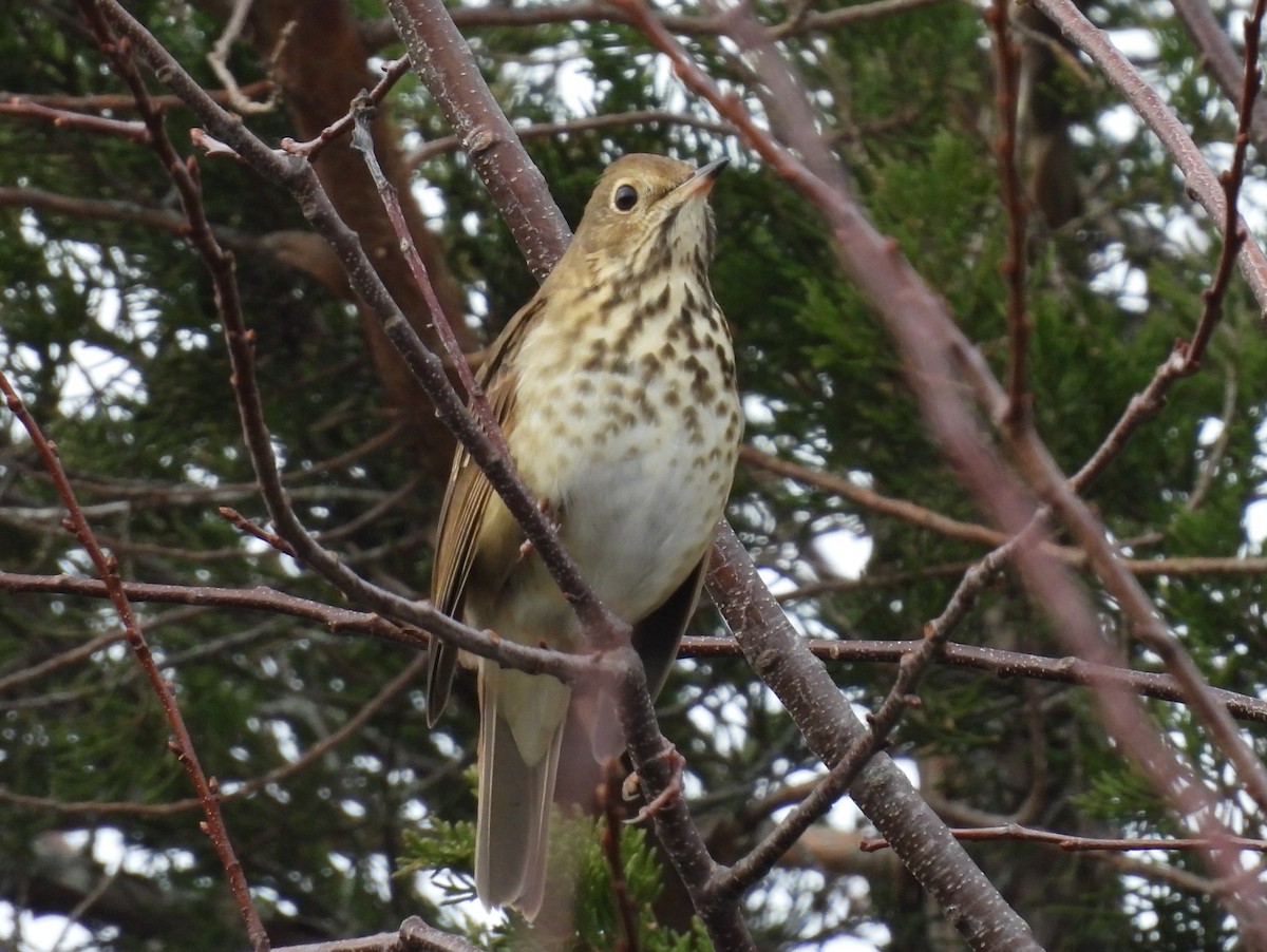 Hermit Thrush - ML393320451