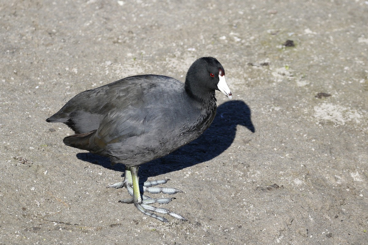 American Coot - ML393320491