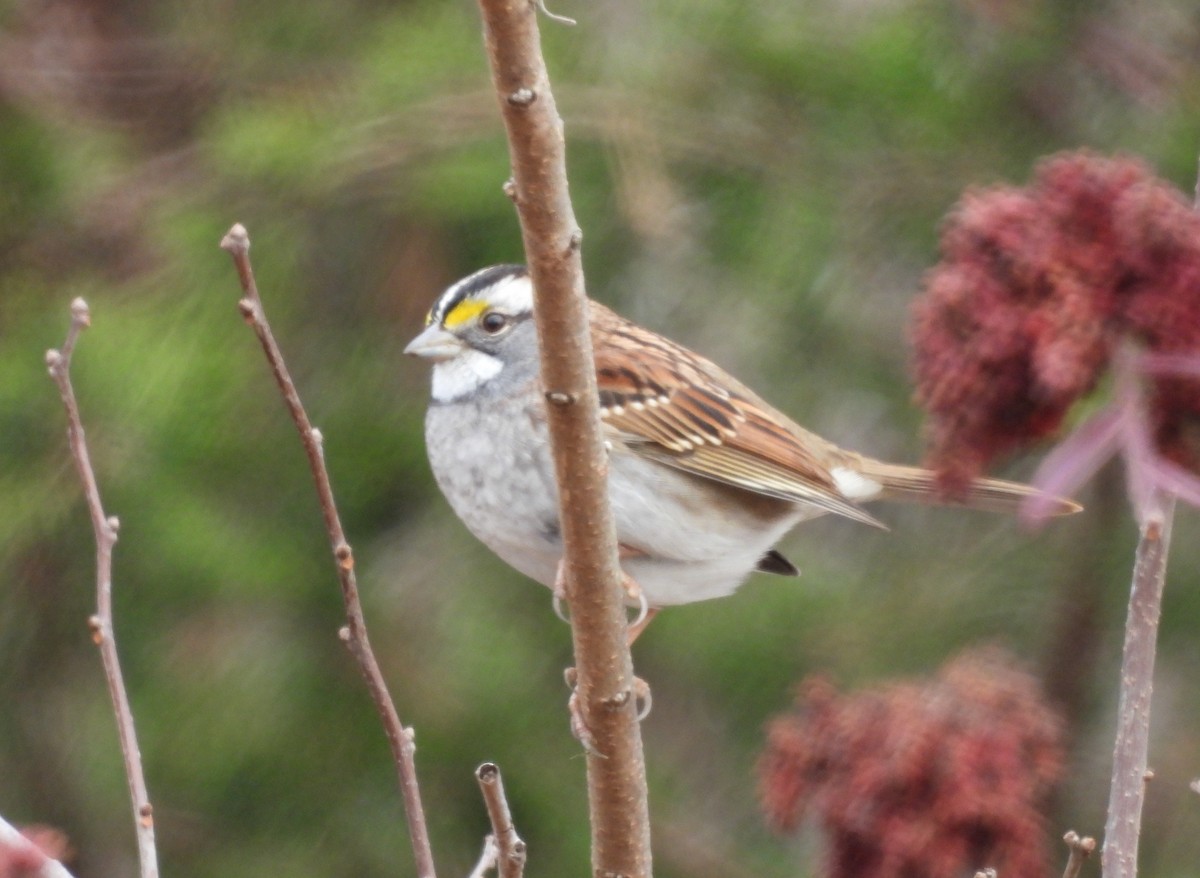 White-throated Sparrow - ML393320651