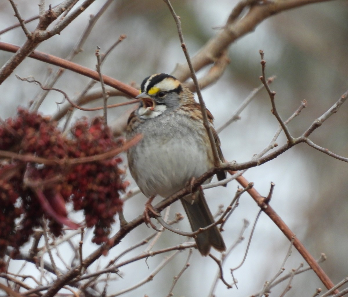 White-throated Sparrow - ML393320661