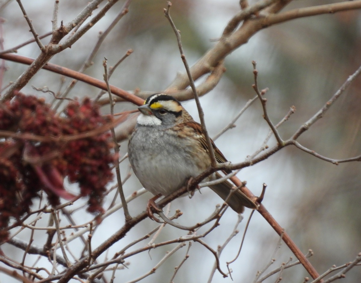 White-throated Sparrow - ML393320681