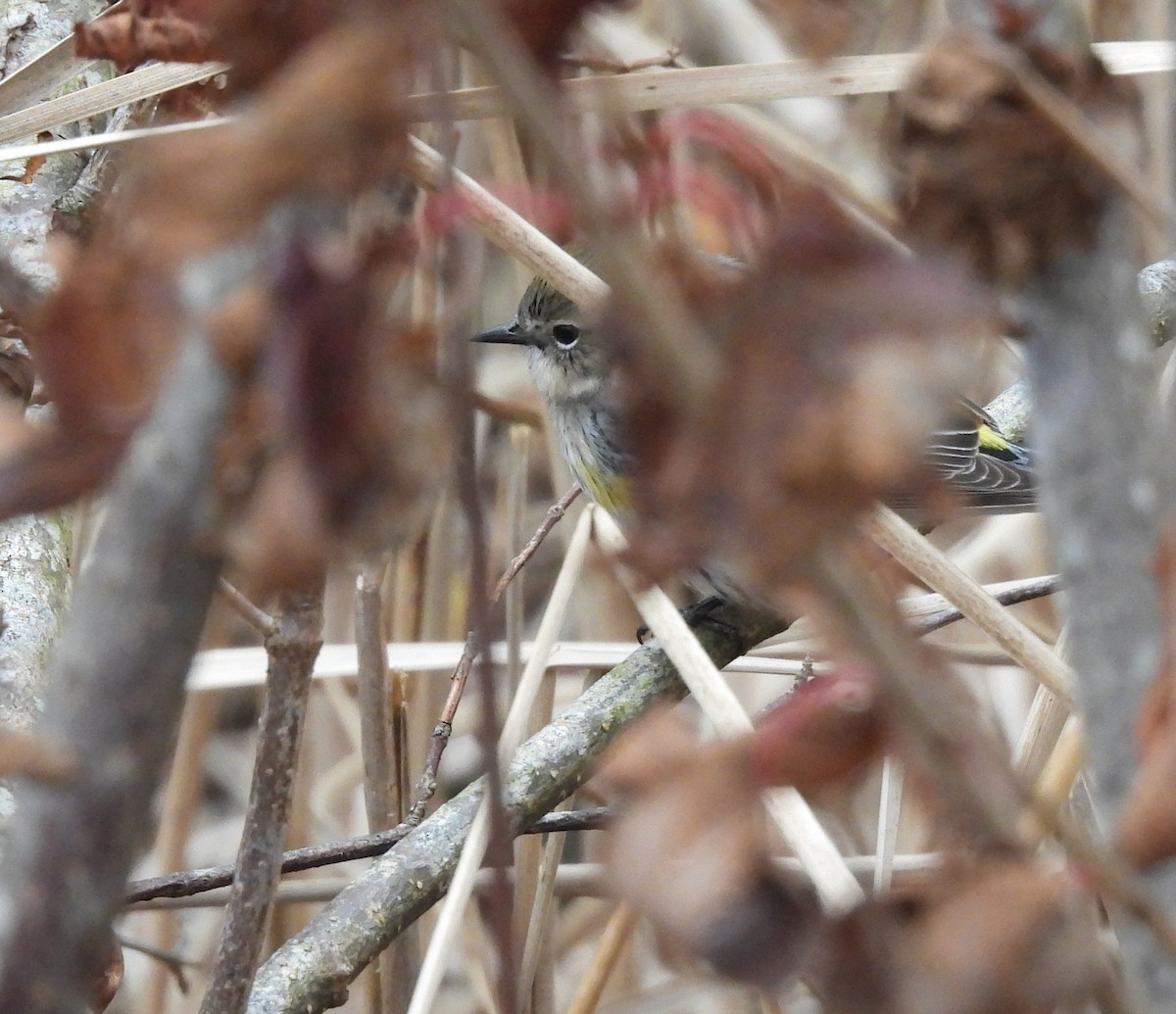 Yellow-rumped Warbler - ML393320721