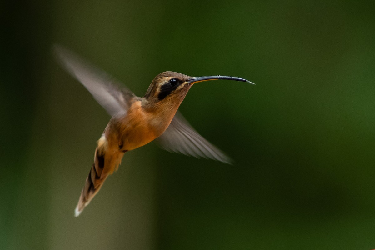 Gray-chinned Hermit (Gray-chinned) - ML393320971