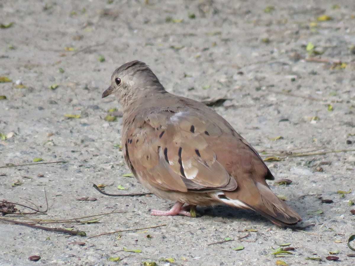 Ruddy Ground Dove - ML393321461