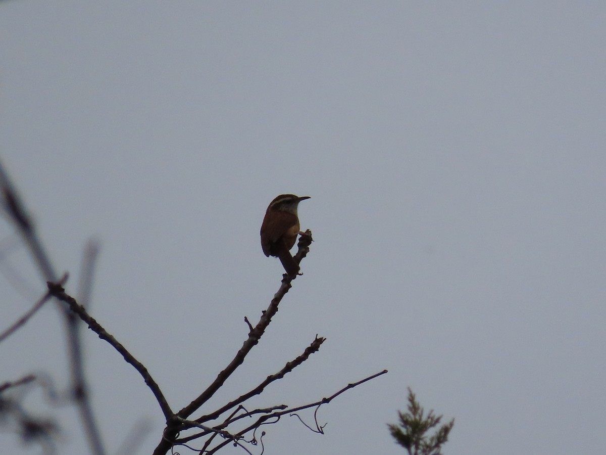 Carolina Wren - ML393323201