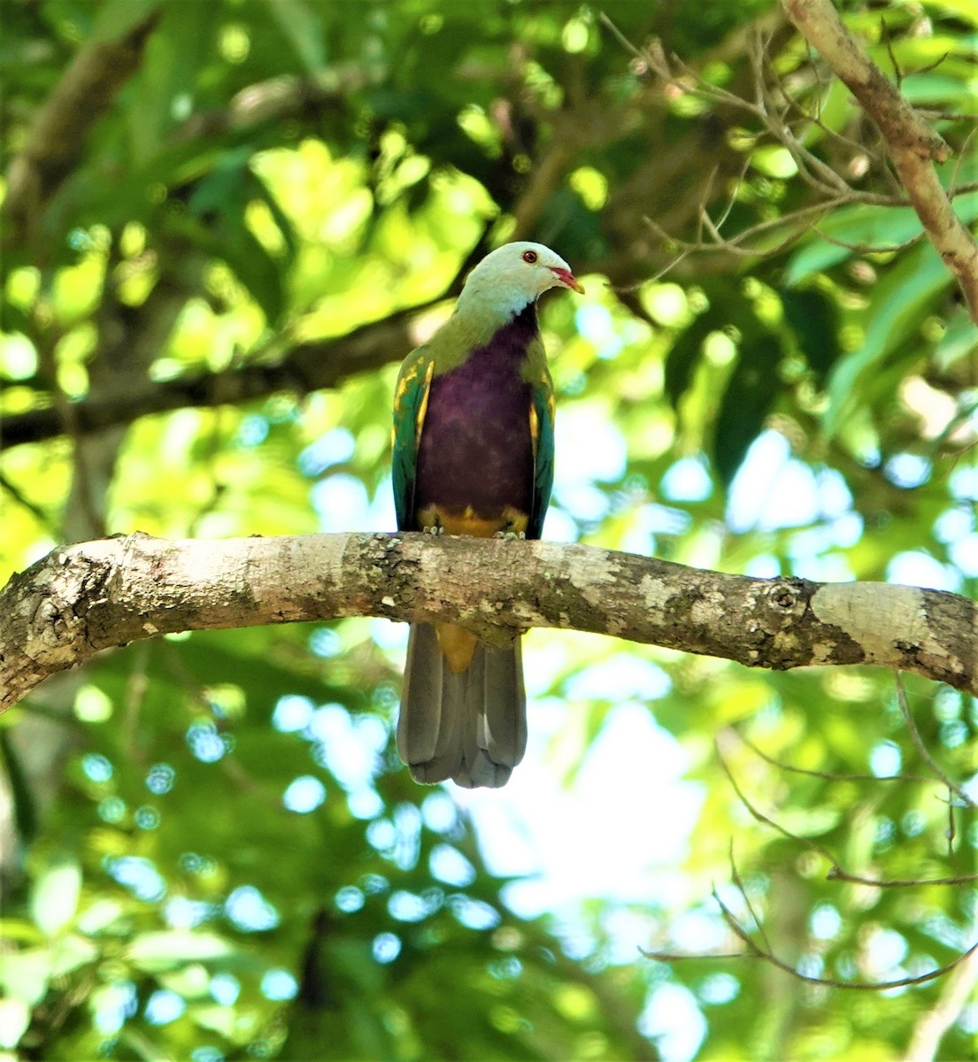 Wompoo Fruit-Dove - ML393324051