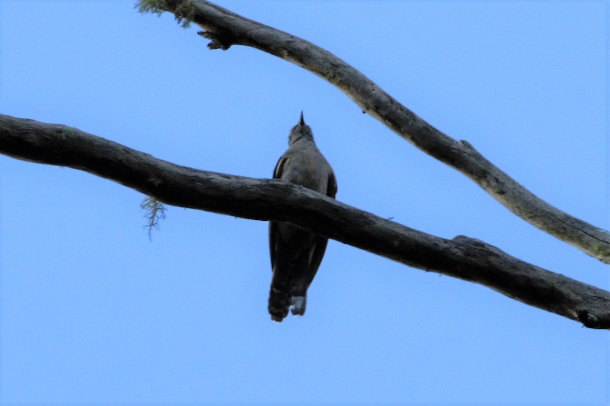 Brush Cuckoo - Greg Roberts