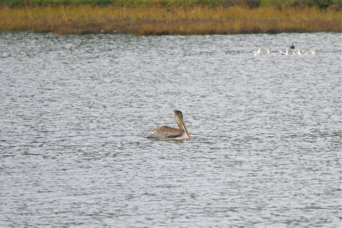 pelikán hnědý - ML393324971