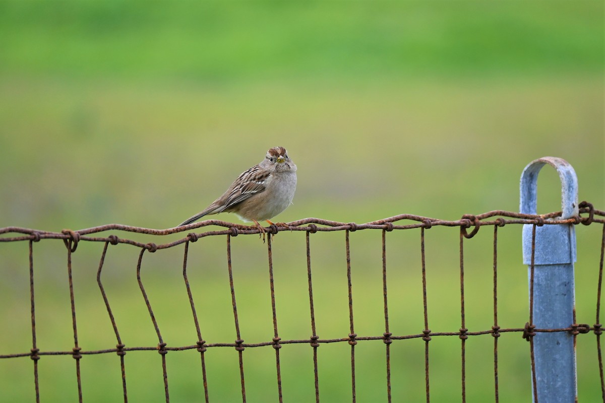 Golden-crowned Sparrow - ML393325721