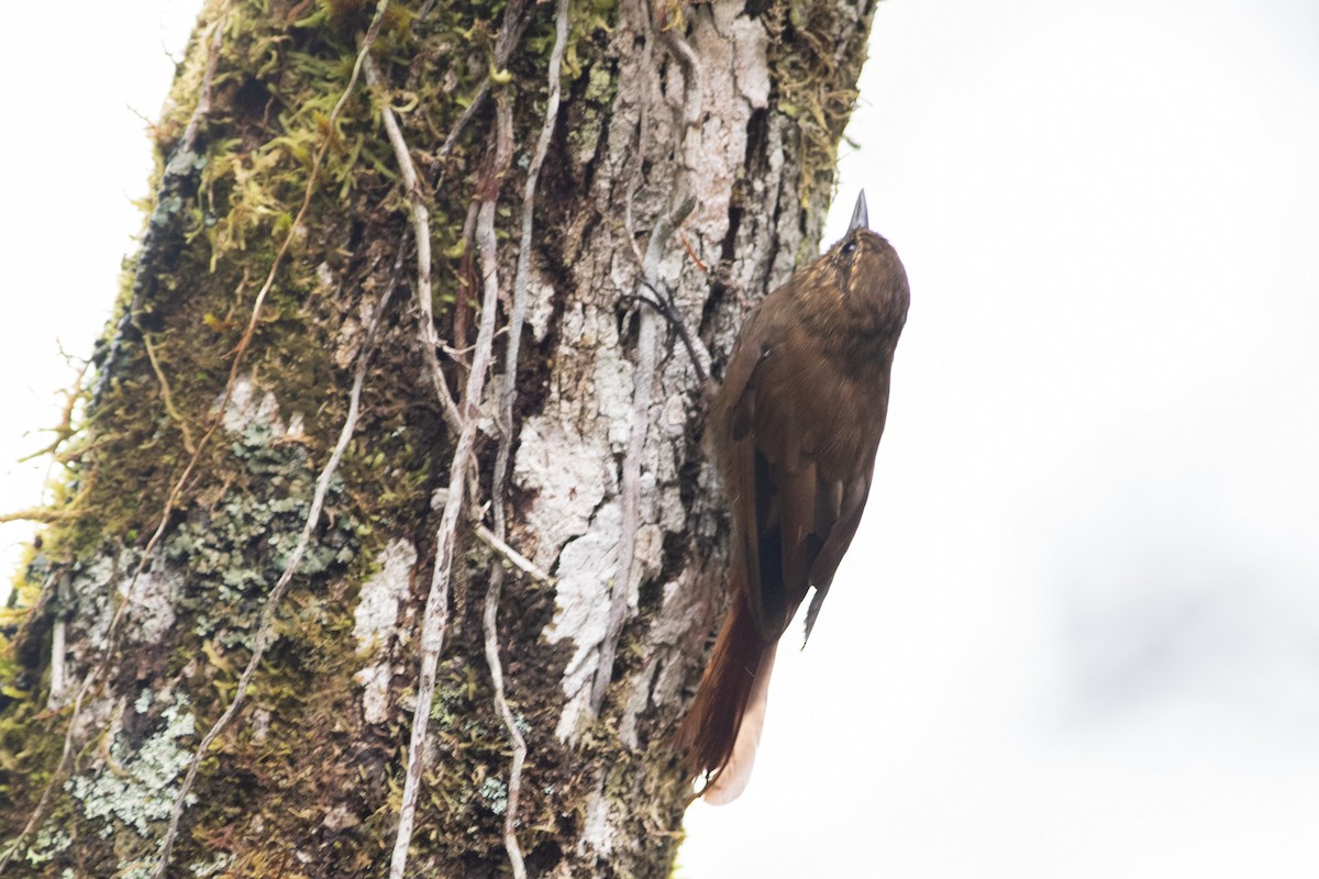 Wedge-billed Woodcreeper (spirurus Group) - Brandon Nidiffer