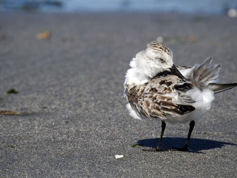 Bécasseau sanderling - ML393327601