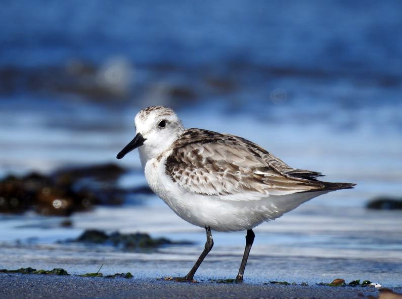 Bécasseau sanderling - ML393327611