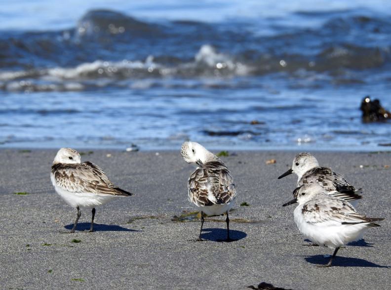 Bécasseau sanderling - ML393327621