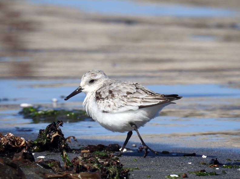 Bécasseau sanderling - ML393327691