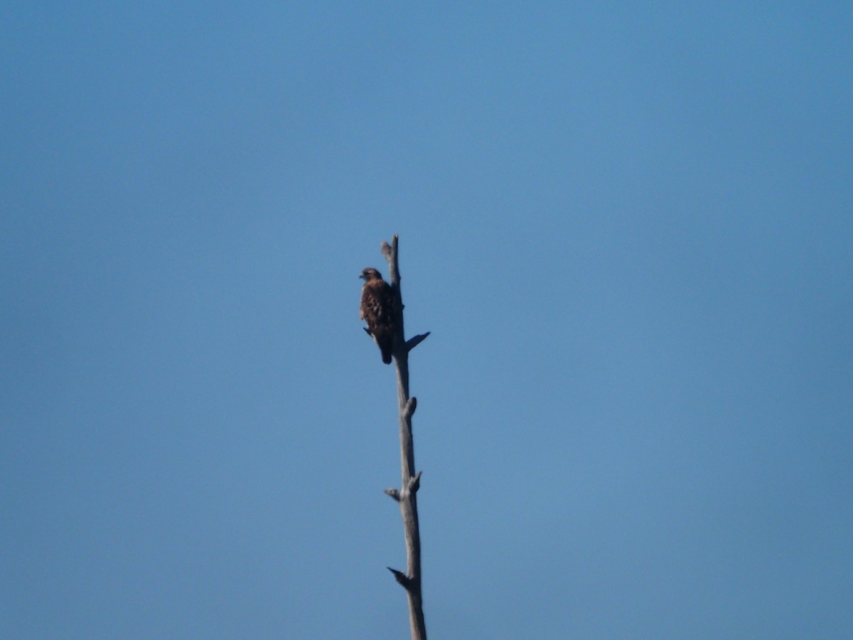 Red-tailed Hawk - ML393328191