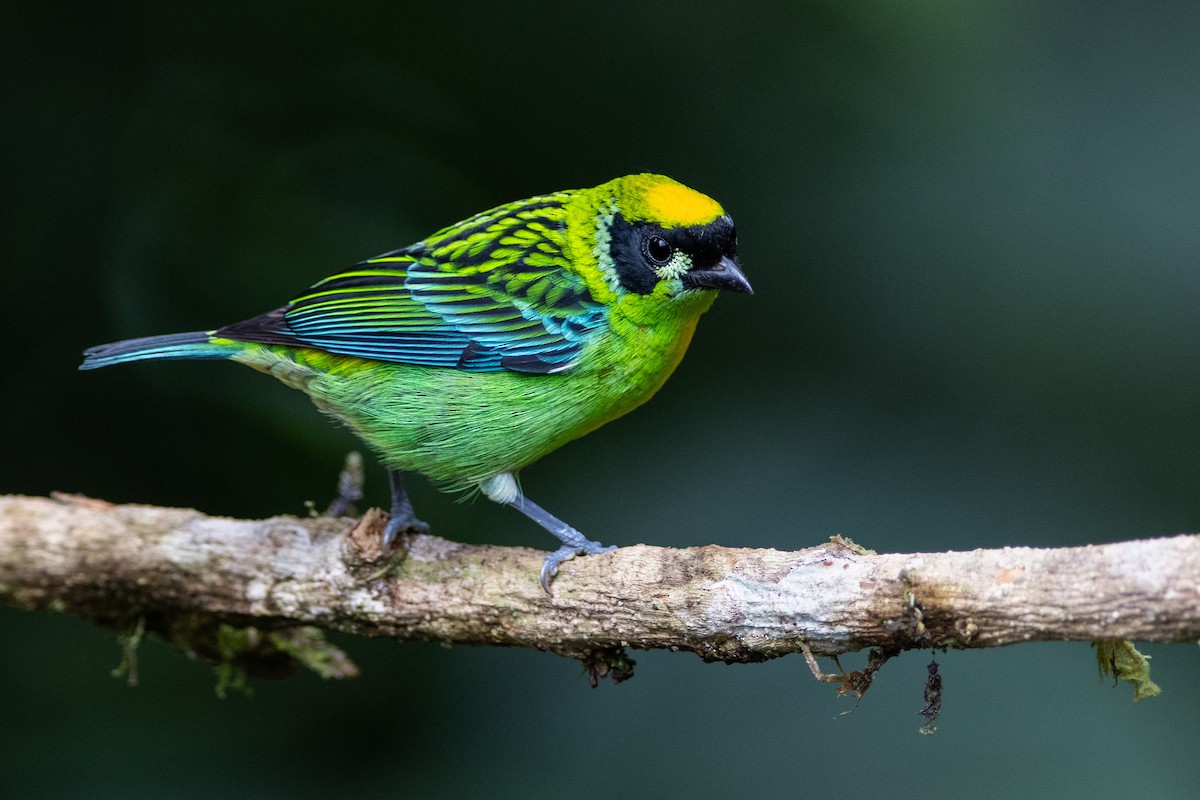 Green-and-gold Tanager - Brandon Nidiffer