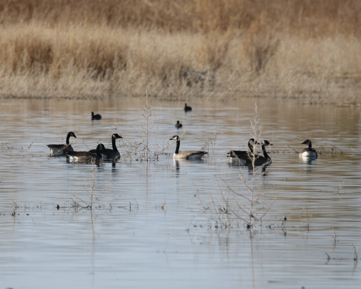 Canada Goose - ML393330561