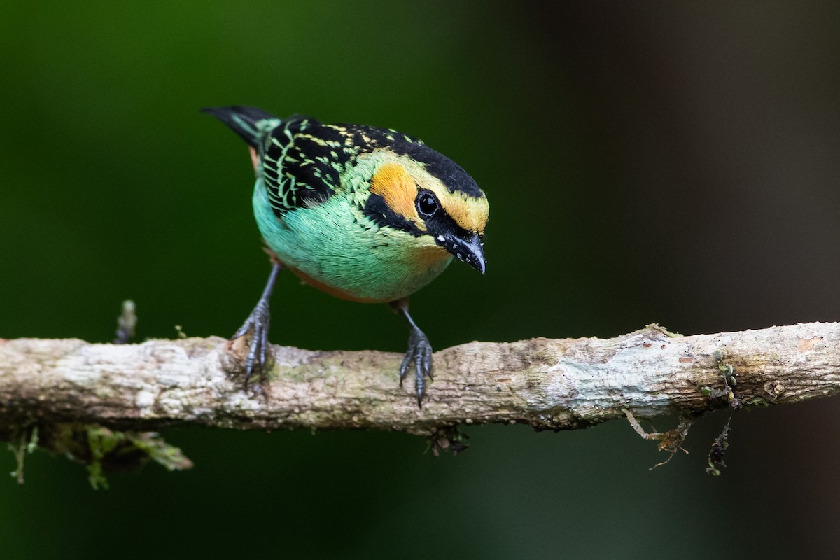 Golden-eared Tanager - ML393330991