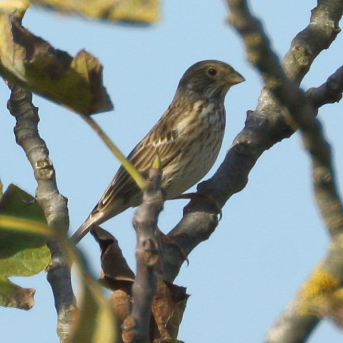 Corn Bunting - Jaime Pires