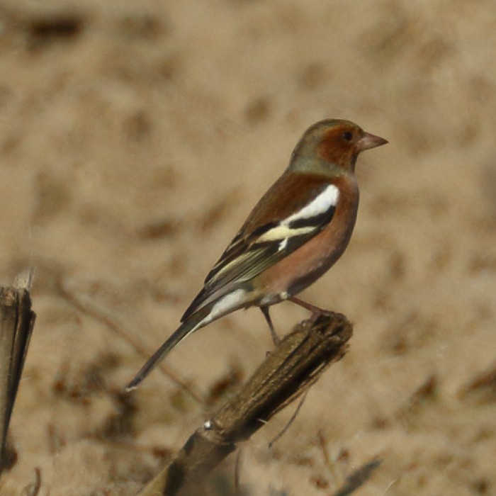 פרוש מצוי - ML393331721