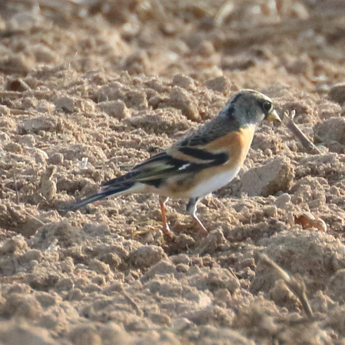 Brambling - ML393332031