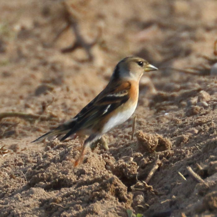 Brambling - ML393332081