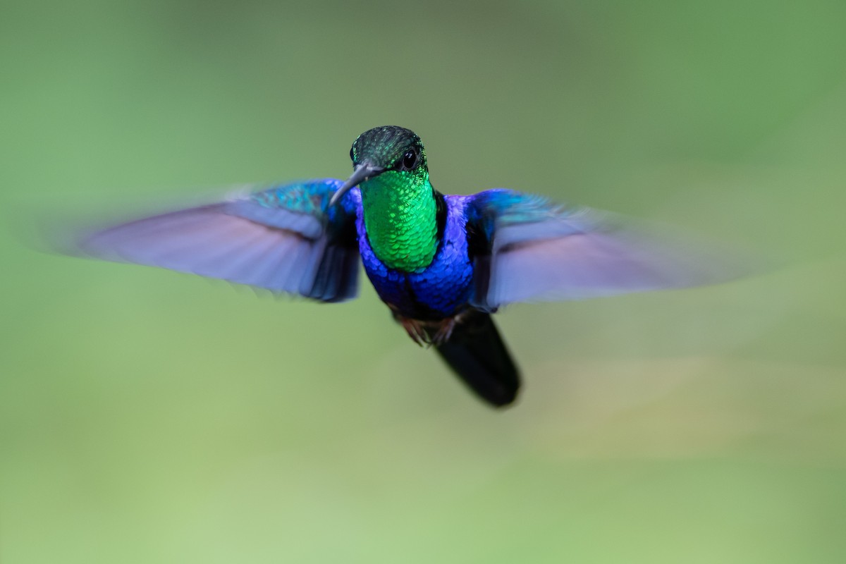 kolibřík nymfový - ML393332181