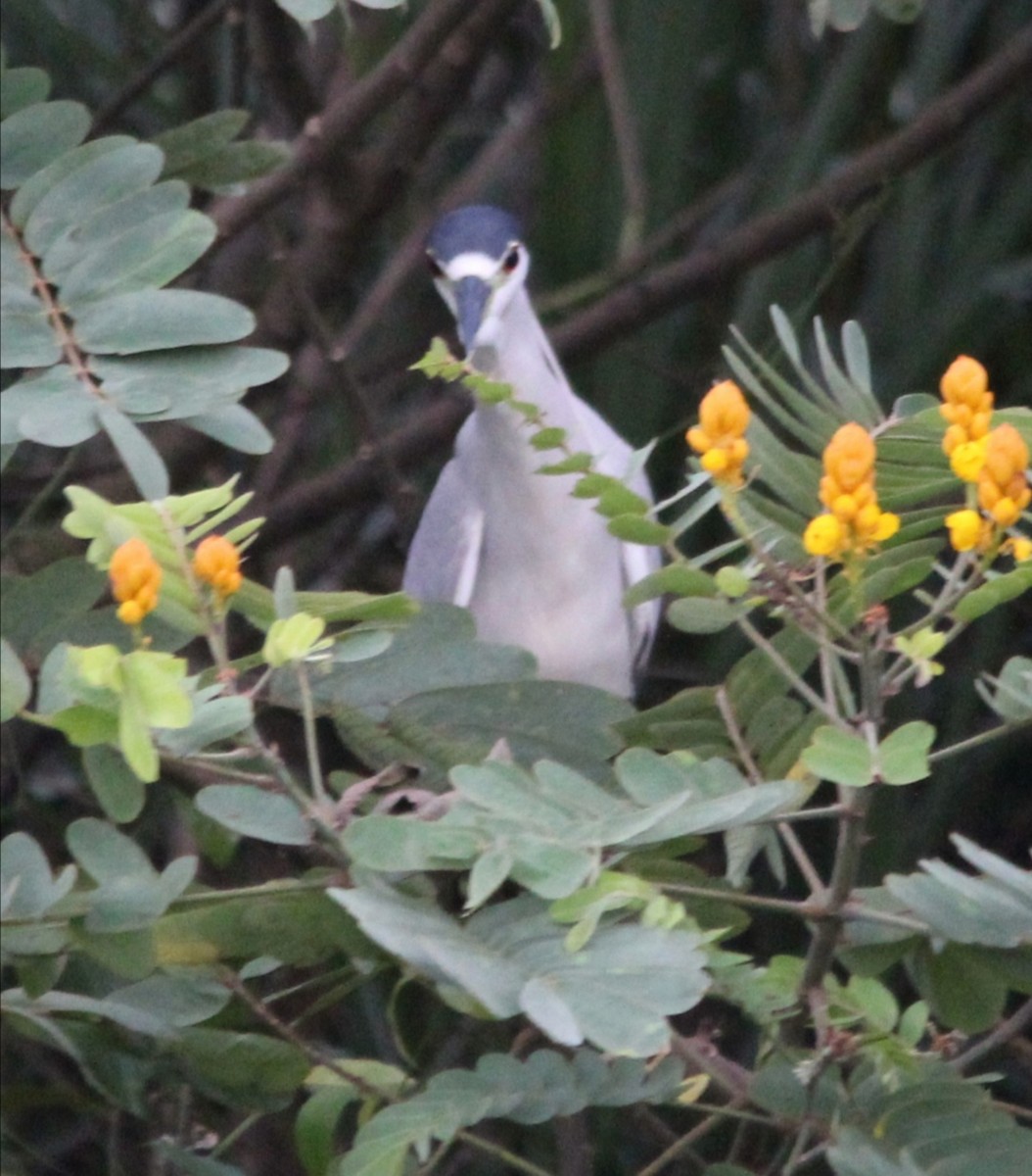 Black-crowned Night Heron - ML393333391