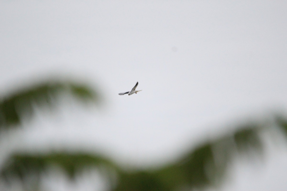 White-tailed Kite - ML393333521