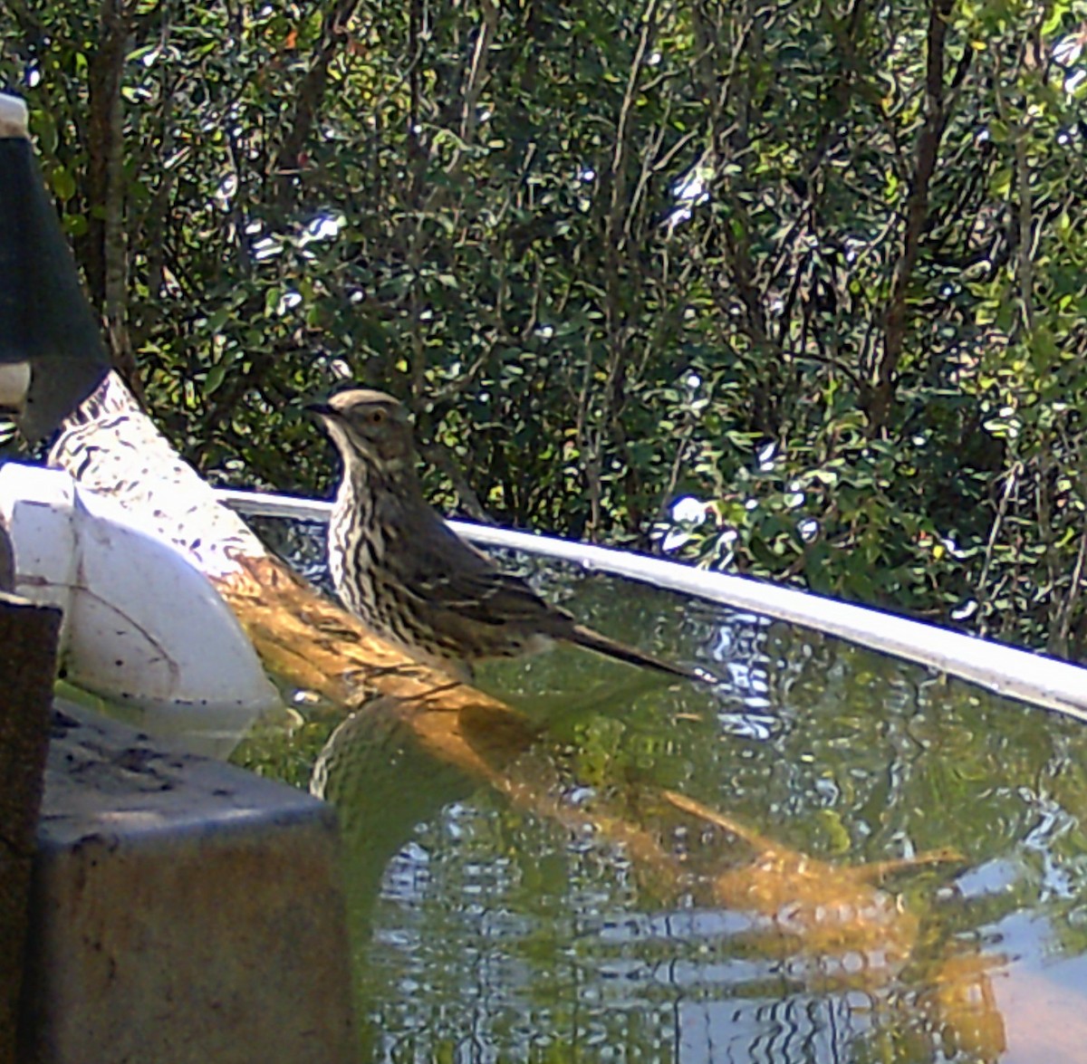 Sage Thrasher - ML393334101