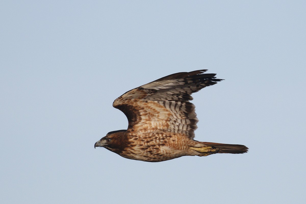 Red-tailed Hawk - ML393334221
