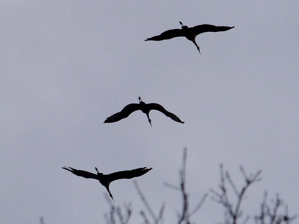 Sandhill Crane - ML393335341