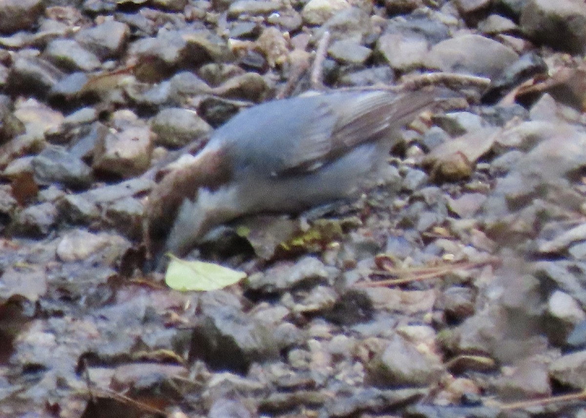 Brown-headed Nuthatch - ML393335971