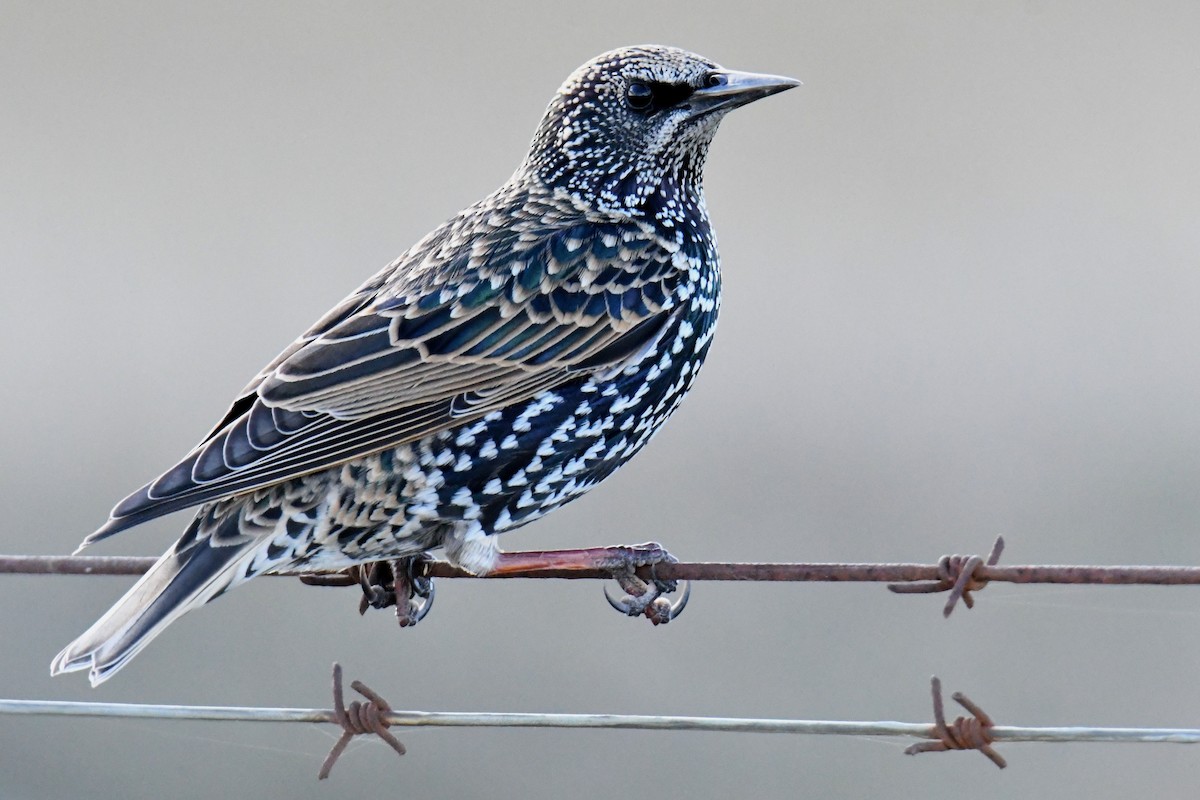 European Starling - ML393337641