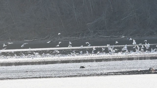 Ring-billed Gull - ML393337721