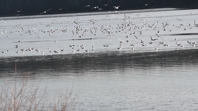 Ring-billed Gull - ML393337951