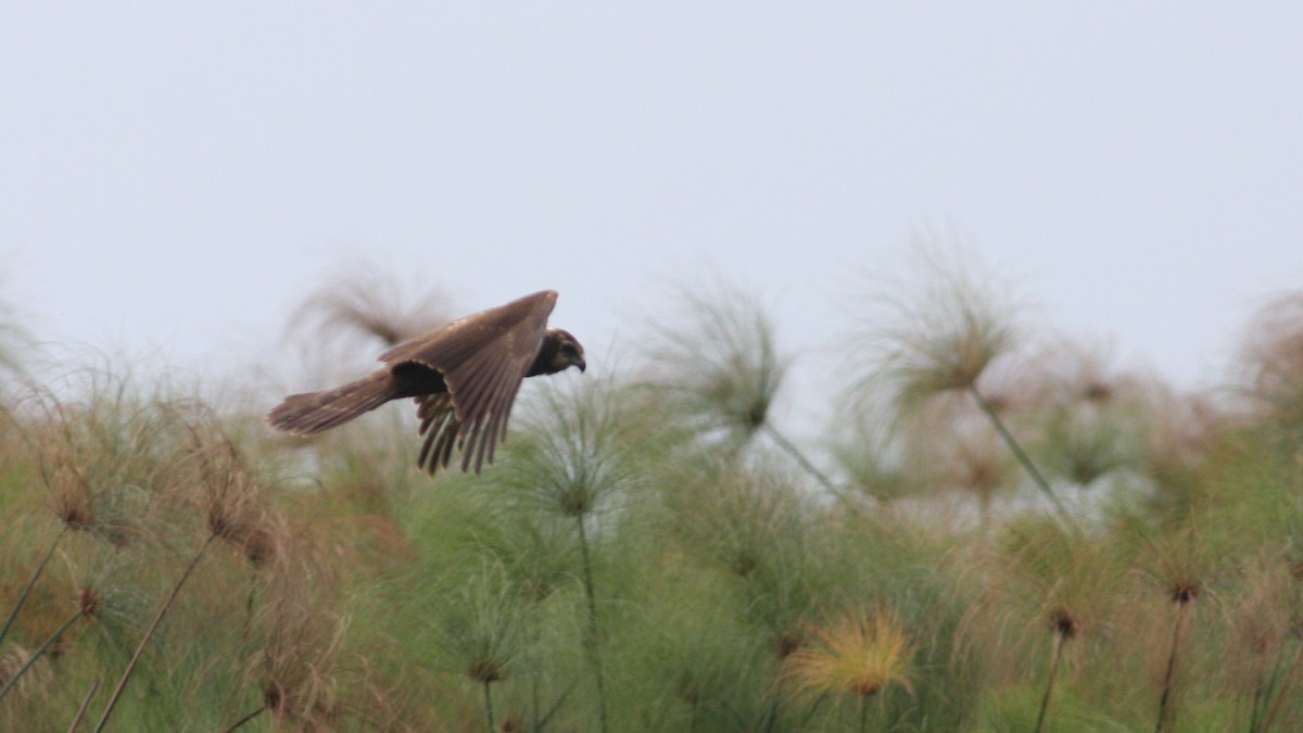 African Marsh Harrier - ML39333811