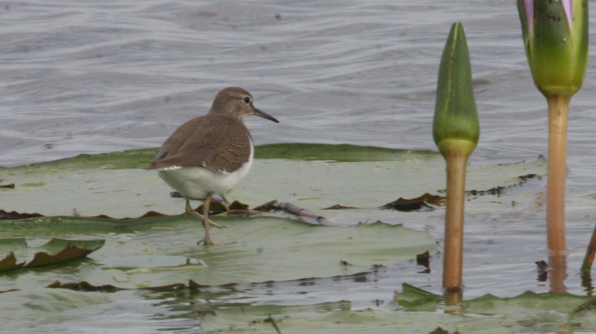 Common Sandpiper - ML39333981