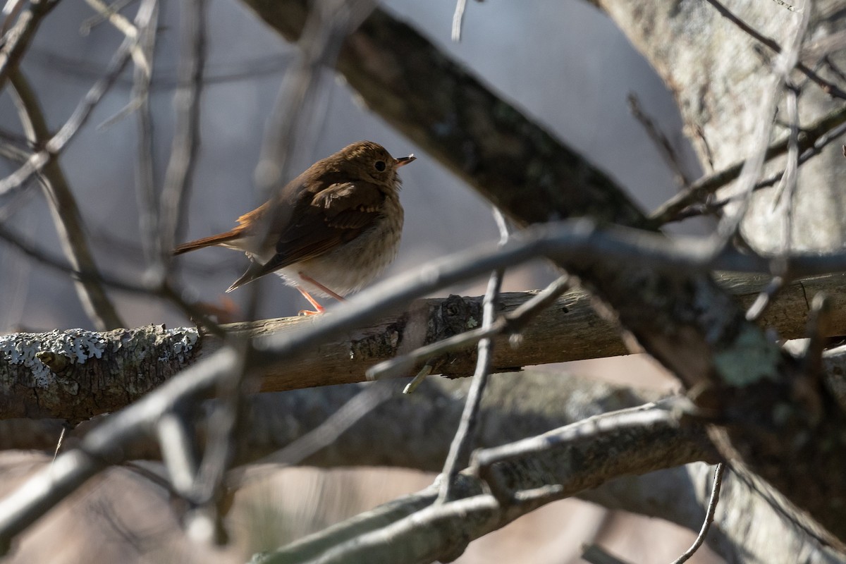 Hermit Thrush - ML393340621