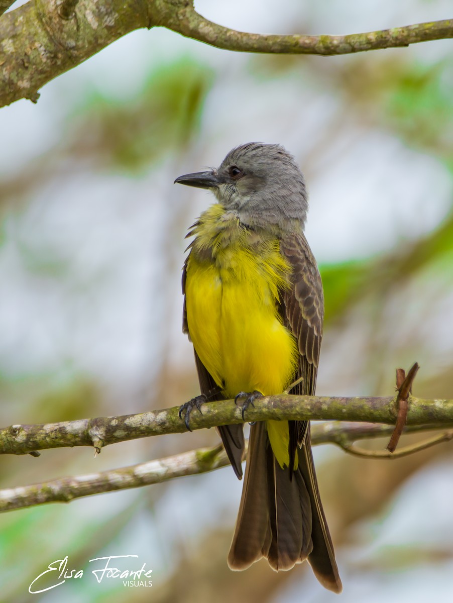 Tropical Kingbird - ML393340731