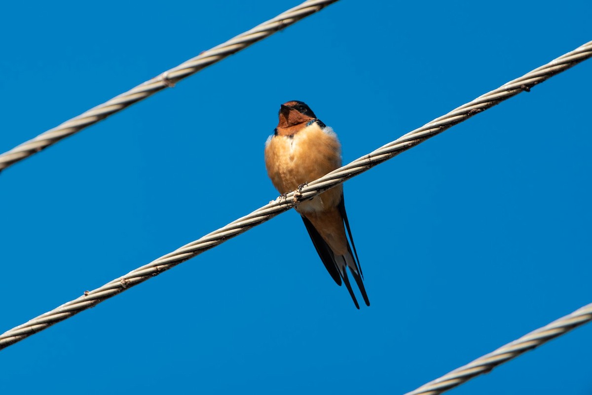 Golondrina Común - ML393340991