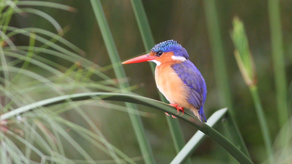 Malachite Kingfisher - Nate Swick