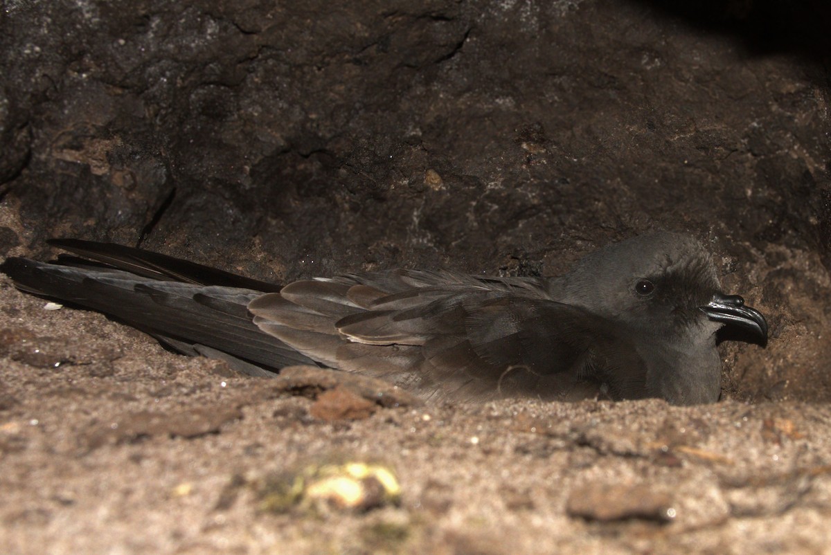 Ainley's Storm-Petrel - Fernando Anand Medrano Martínez