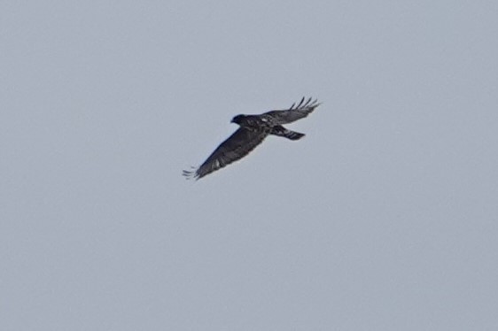 Rough-legged Hawk - ML393341591