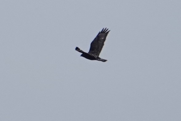 Rough-legged Hawk - John Allendorf