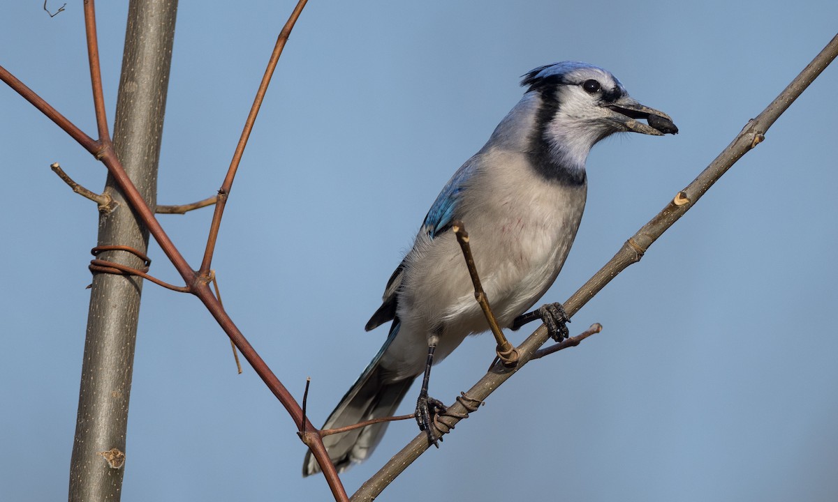 Blue Jay - ML393343051