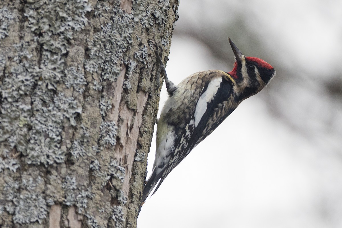 Yellow-bellied Sapsucker - ML393343391