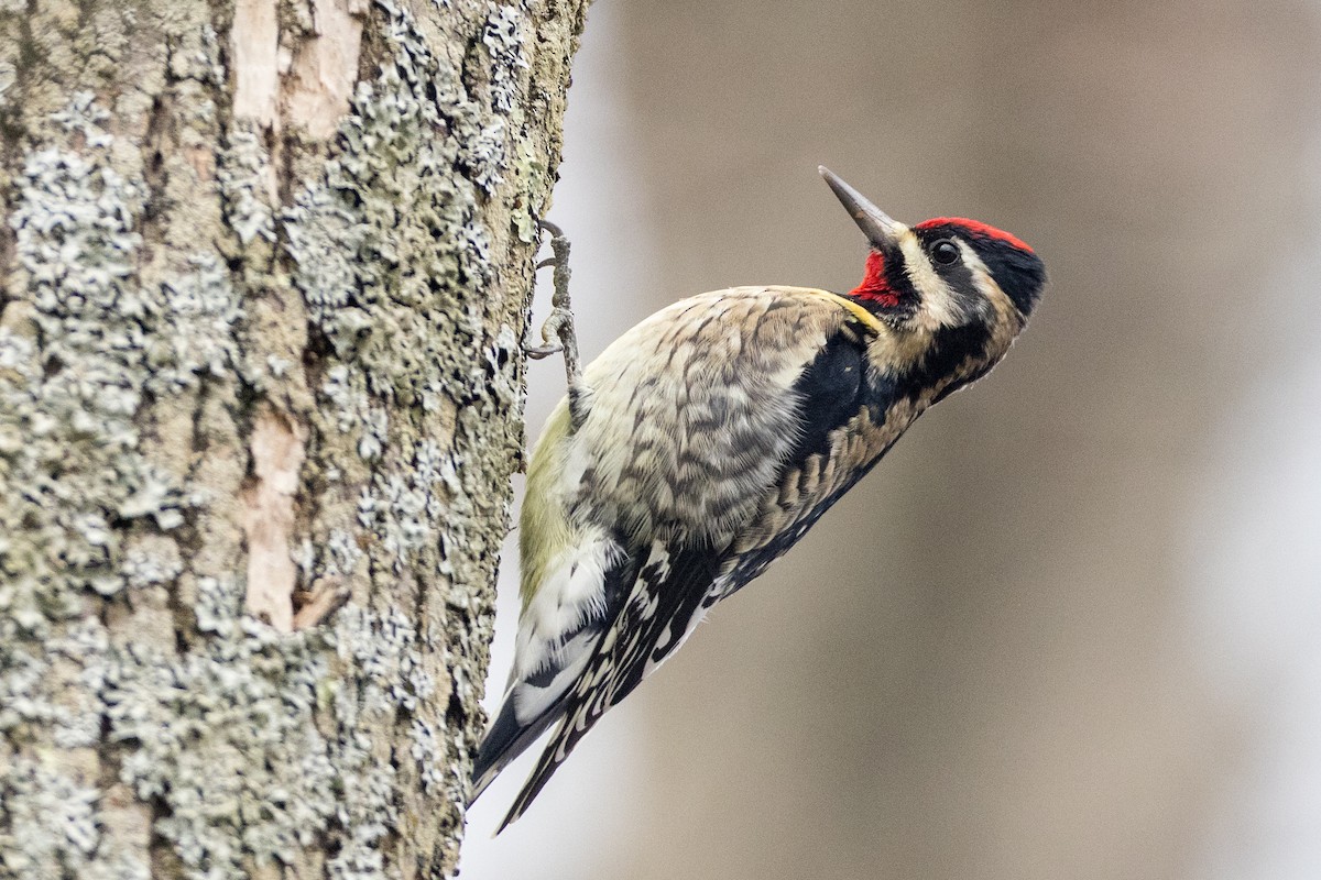 Yellow-bellied Sapsucker - ML393343441