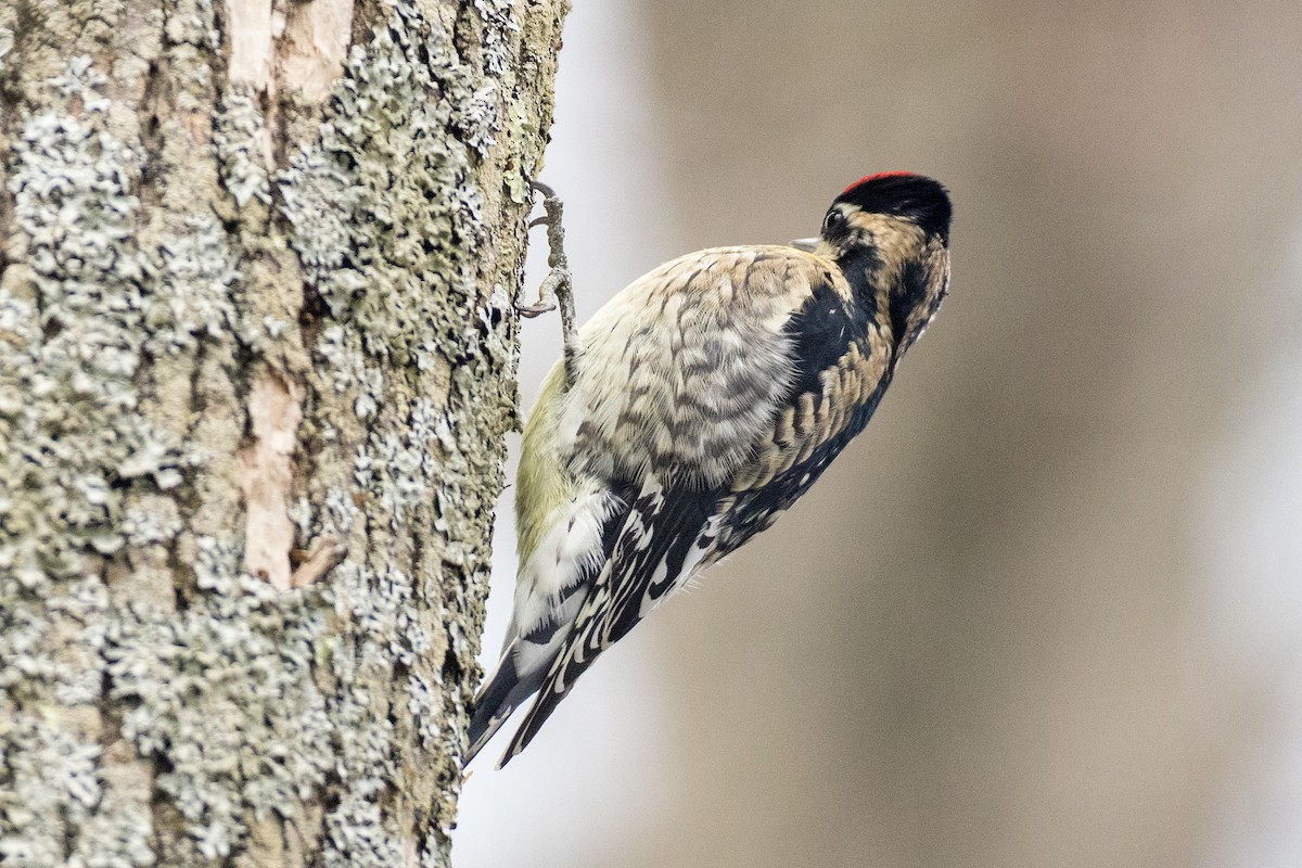 Yellow-bellied Sapsucker - ML393343461